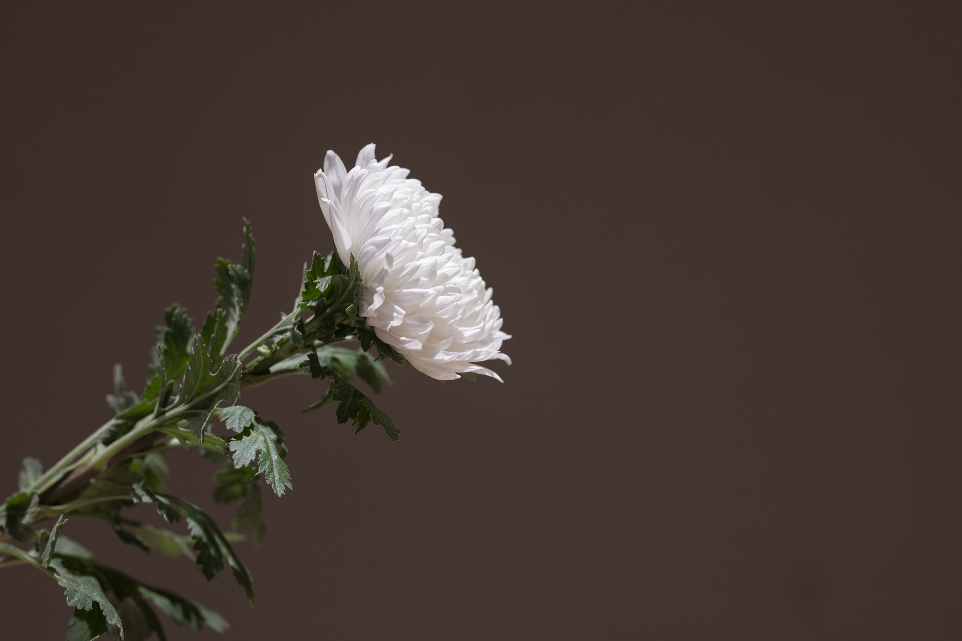 Хризантема белая